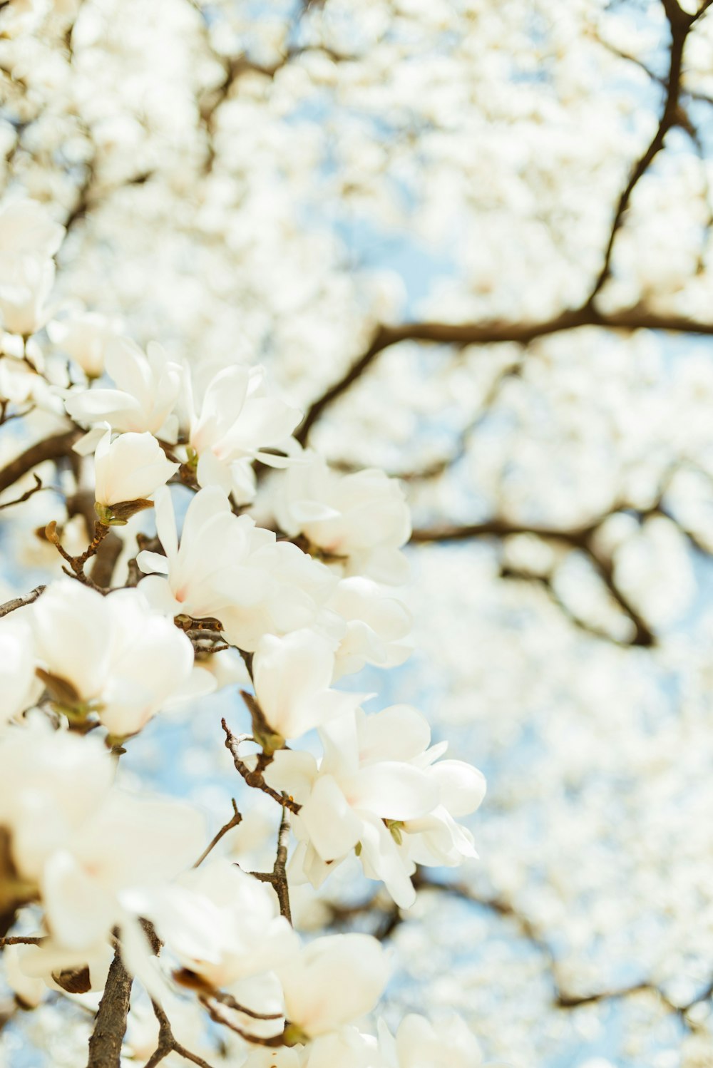 a tree with white flowers and a blue sky in the background