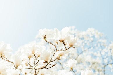 a tree with white flowers in the foreground and a blue sky in the background