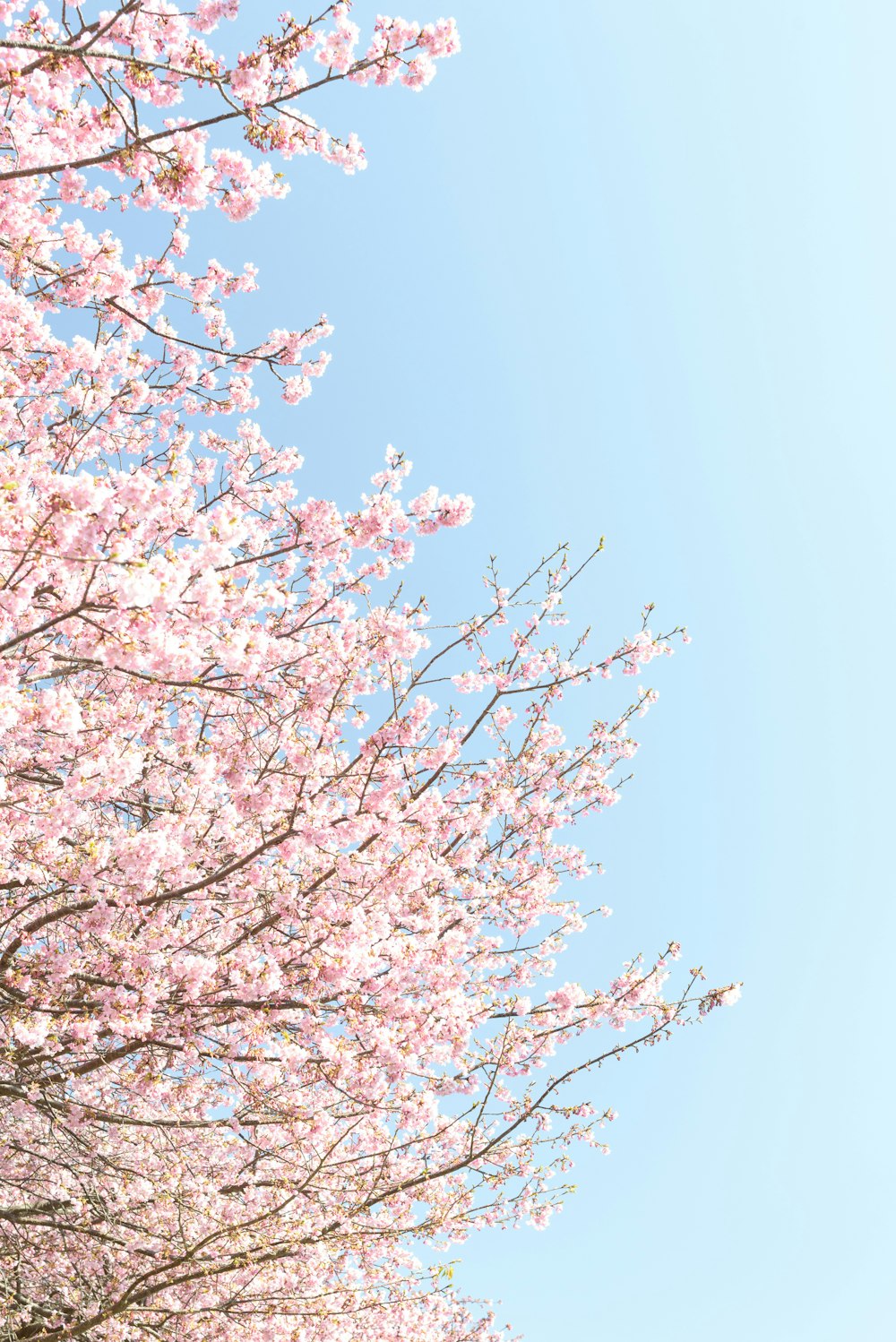 a large group of pink flowers on a tree