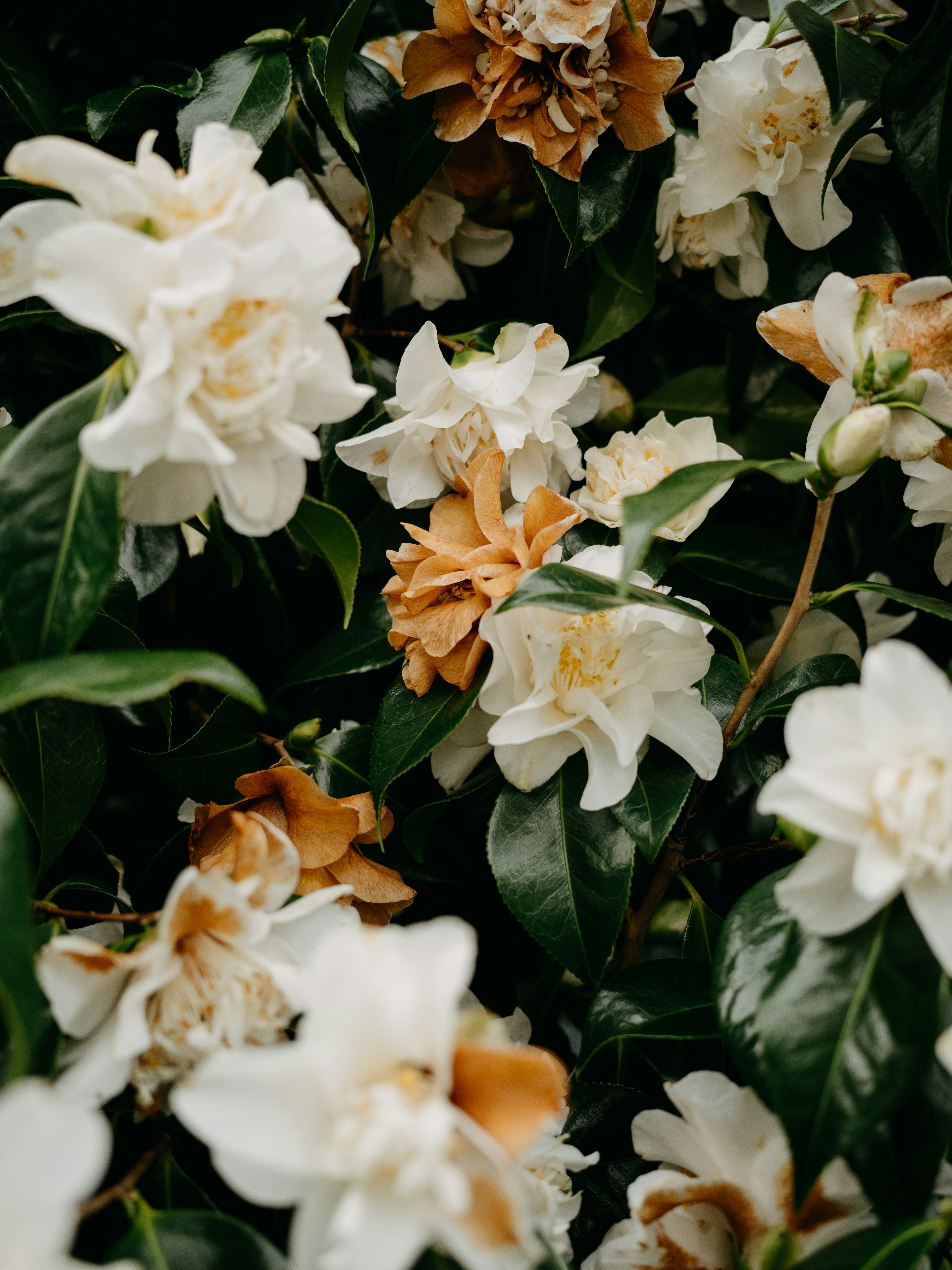 Photo by anniespratt