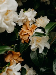 Lush green leaves surround delicate camellia flowers, some bloomed with pure white petals and others tinged with a warm, brownish hue, indicating varying stages of bloom or decay.