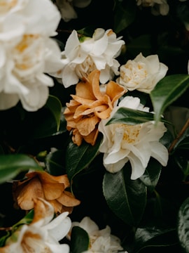 Lush green leaves surround delicate camellia flowers, some bloomed with pure white petals and others tinged with a warm, brownish hue, indicating varying stages of bloom or decay.