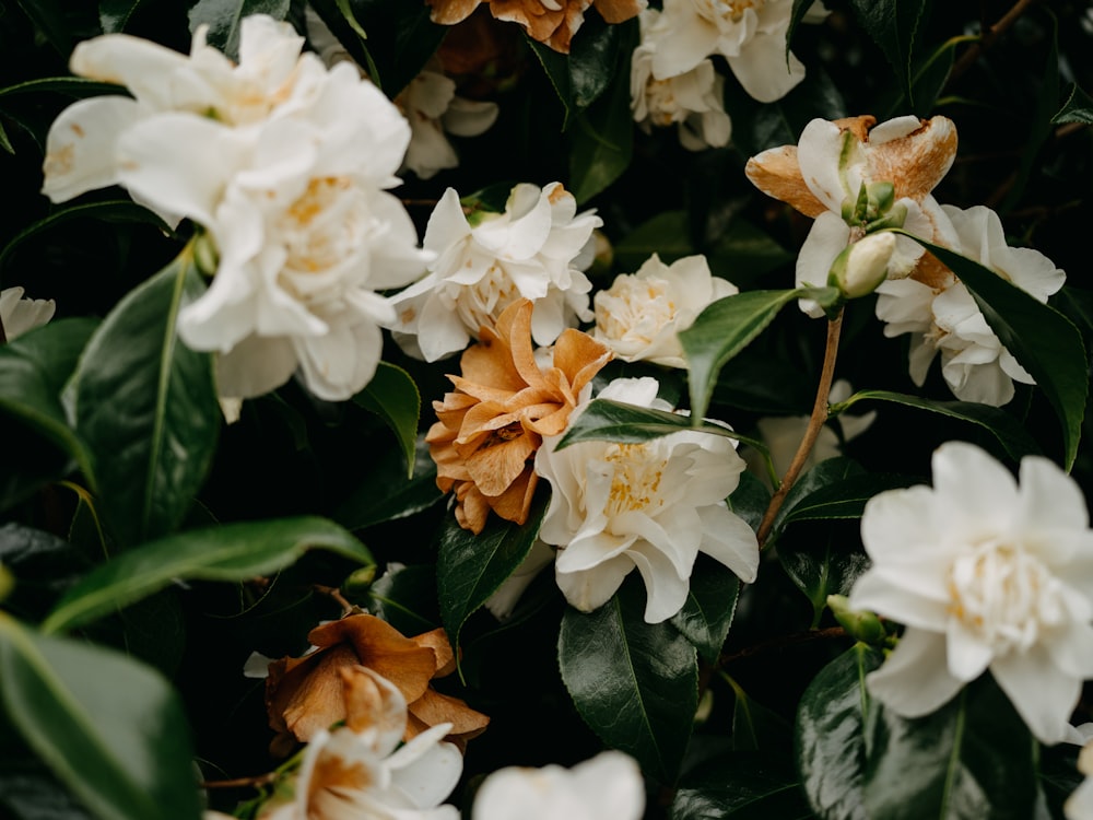 a bunch of white and orange flowers with green leaves