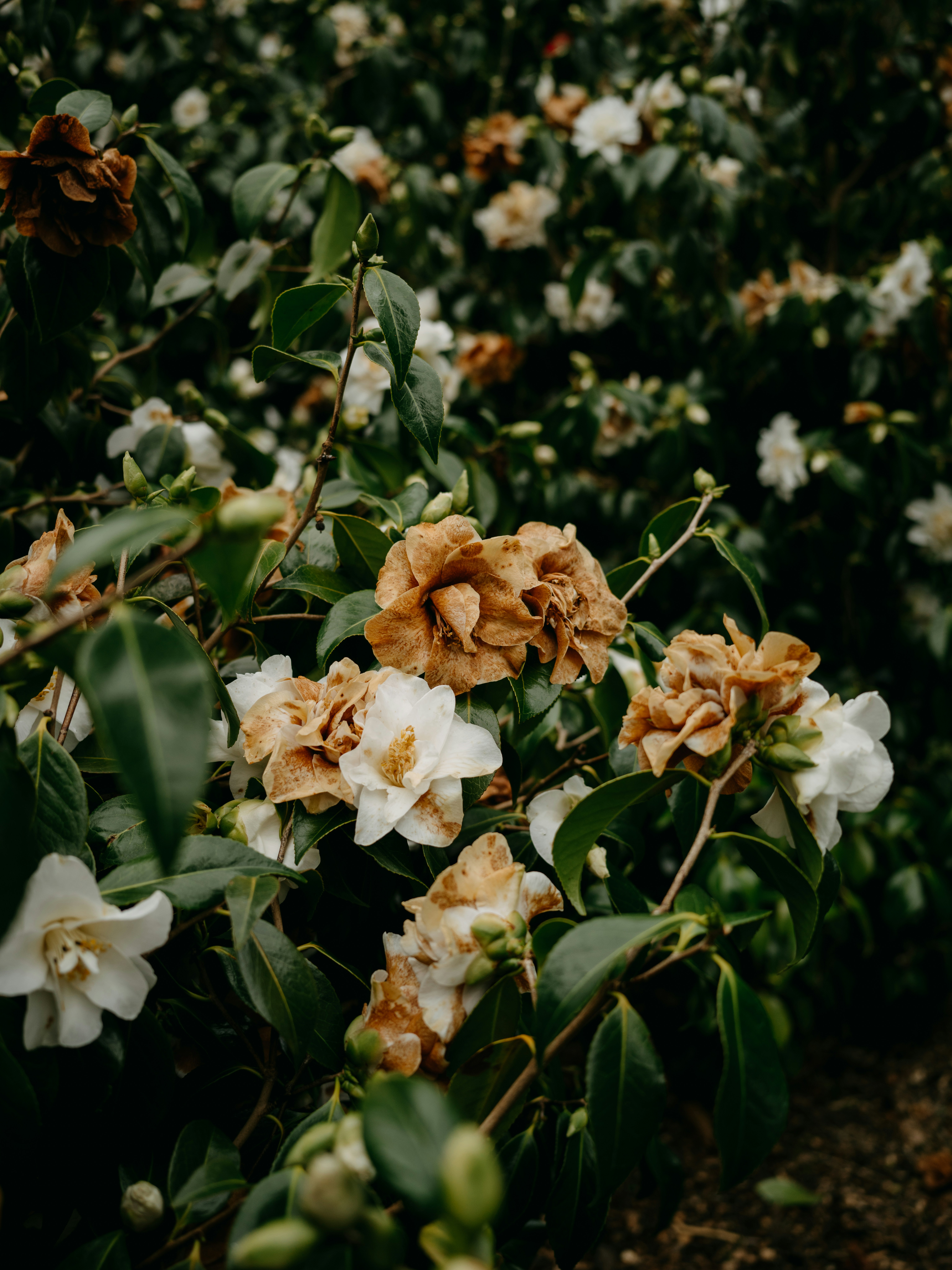 Photo by anniespratt