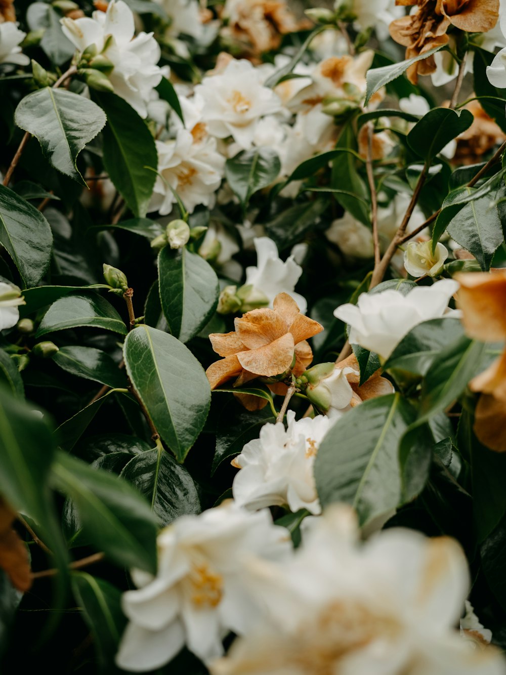 a bunch of white and orange flowers with green leaves