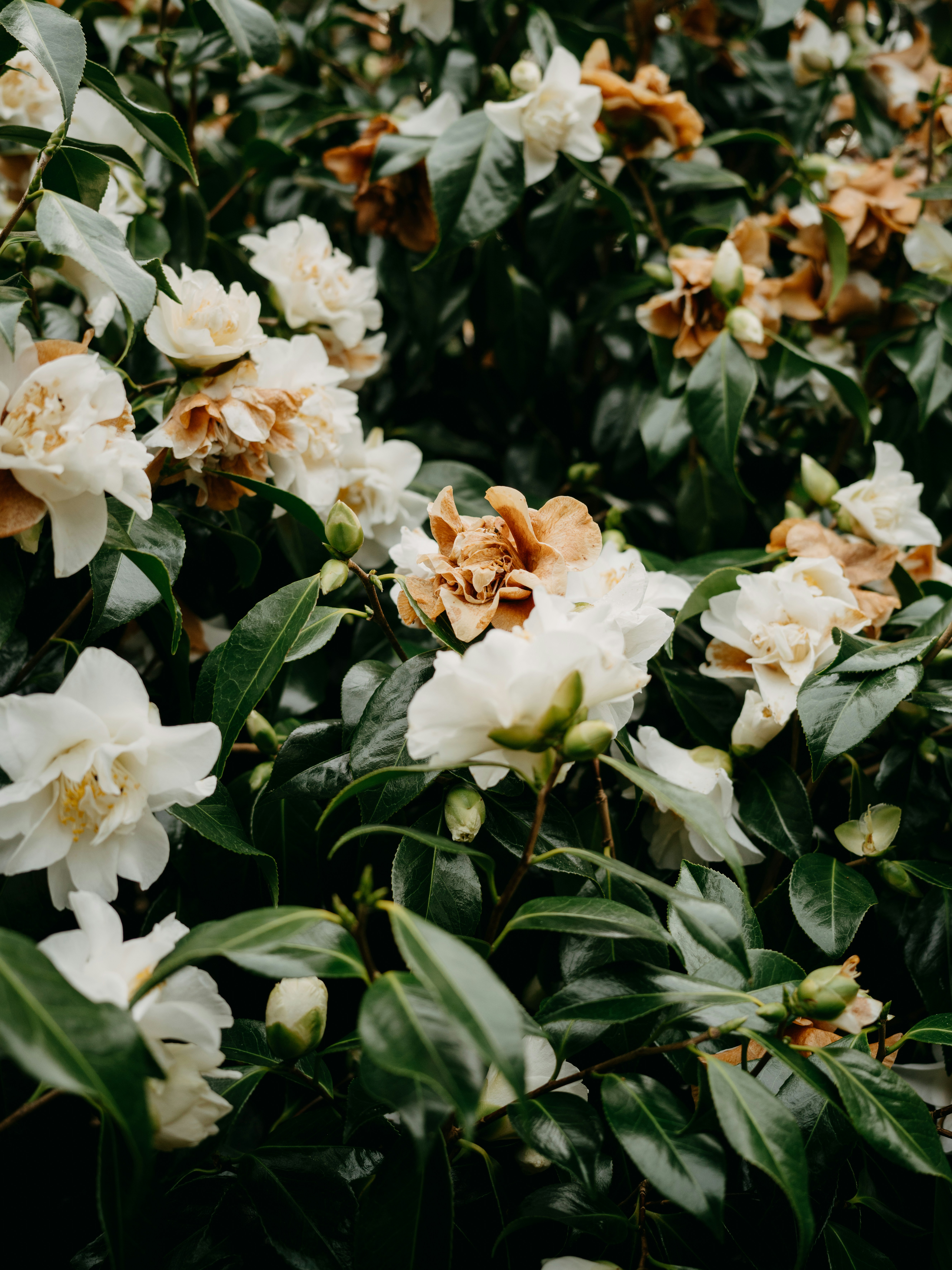 Photo by anniespratt