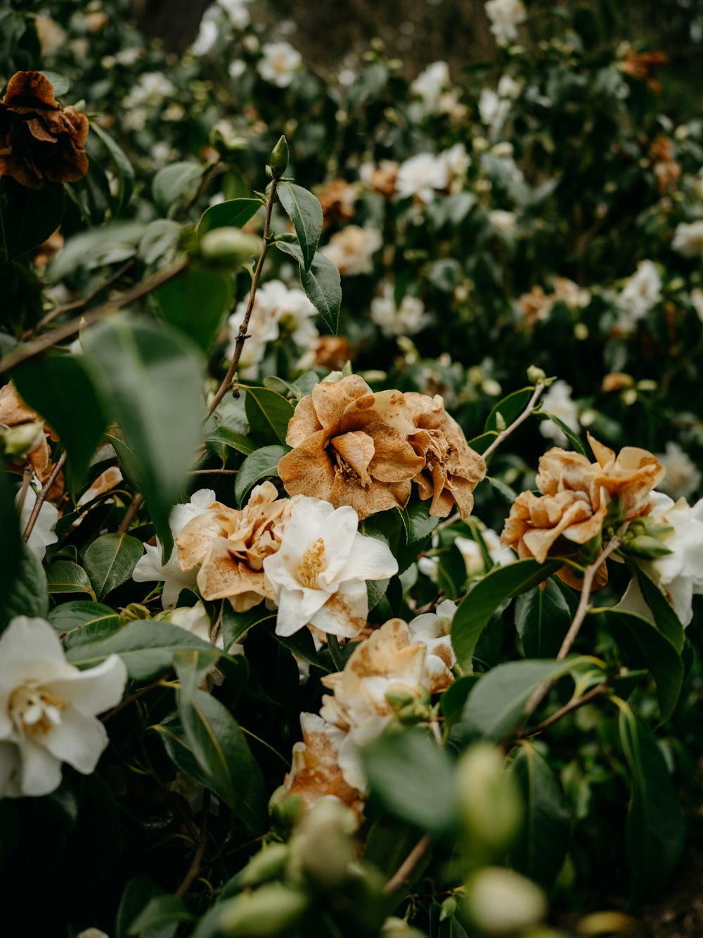 a field full of white and brown flowers