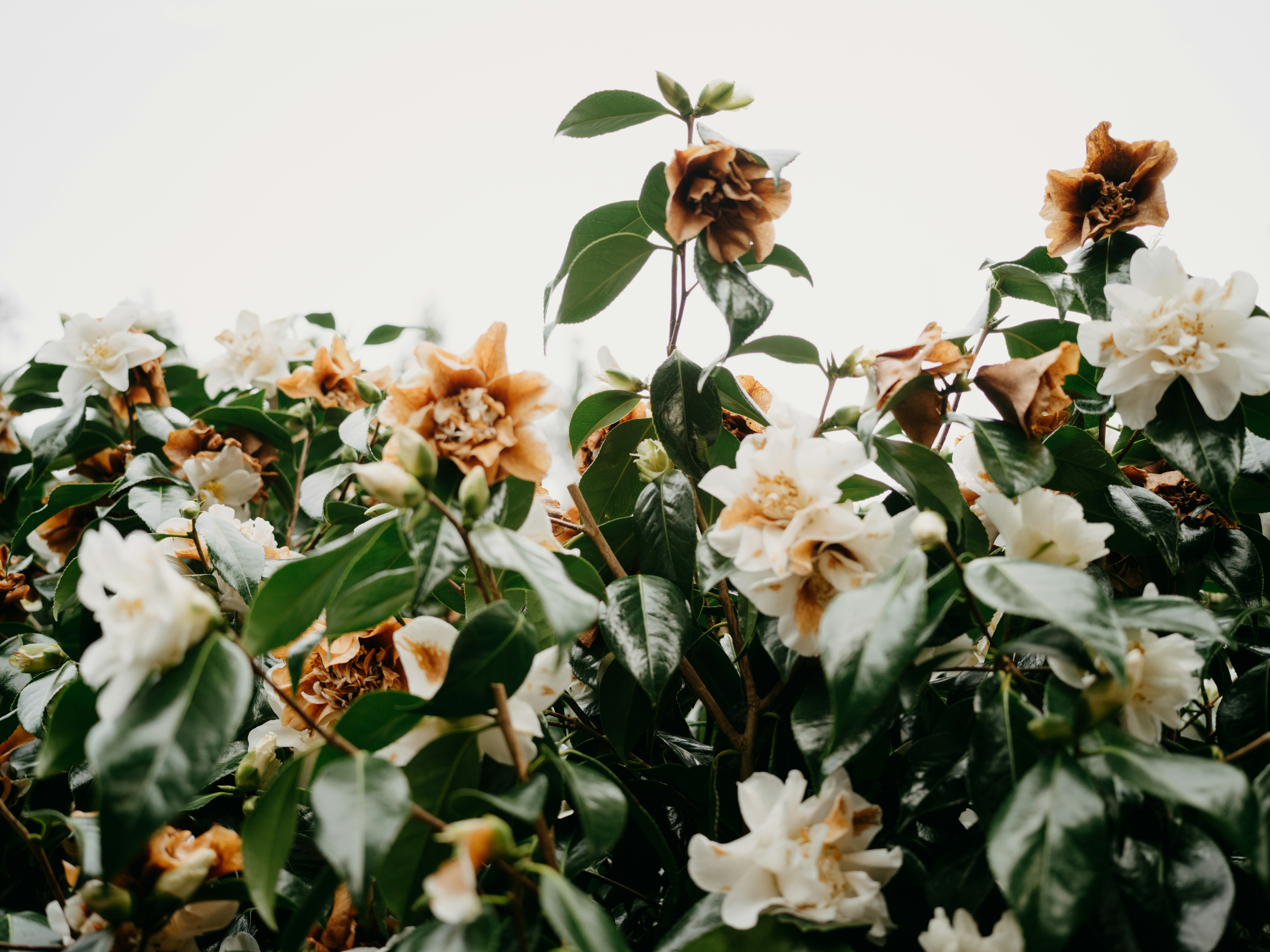 Photo by anniespratt