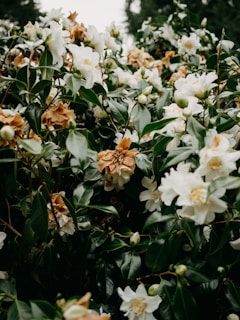 a bush with white flowers and green leaves