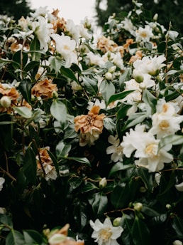 a bush with white flowers and green leaves