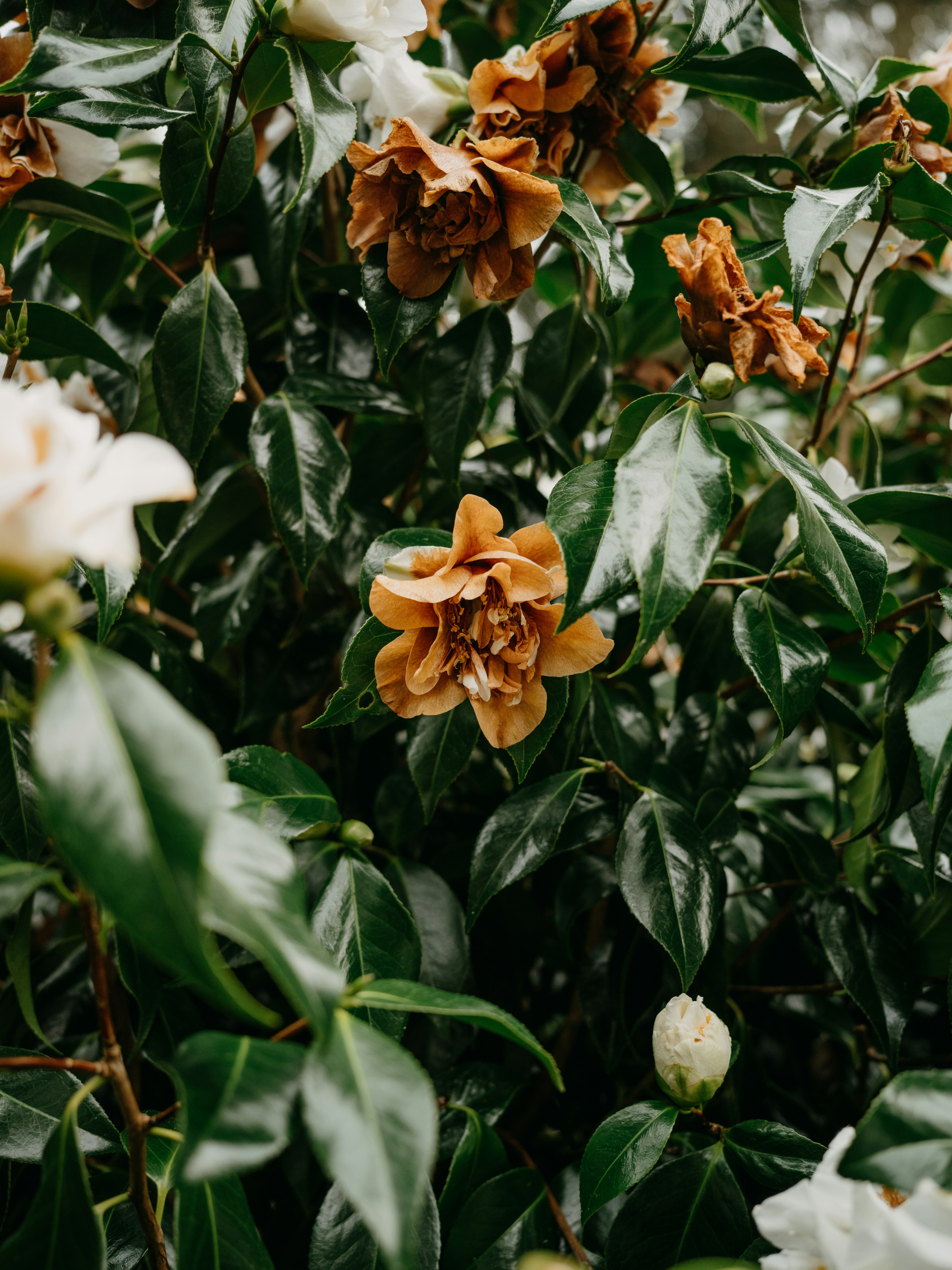 Photo by anniespratt