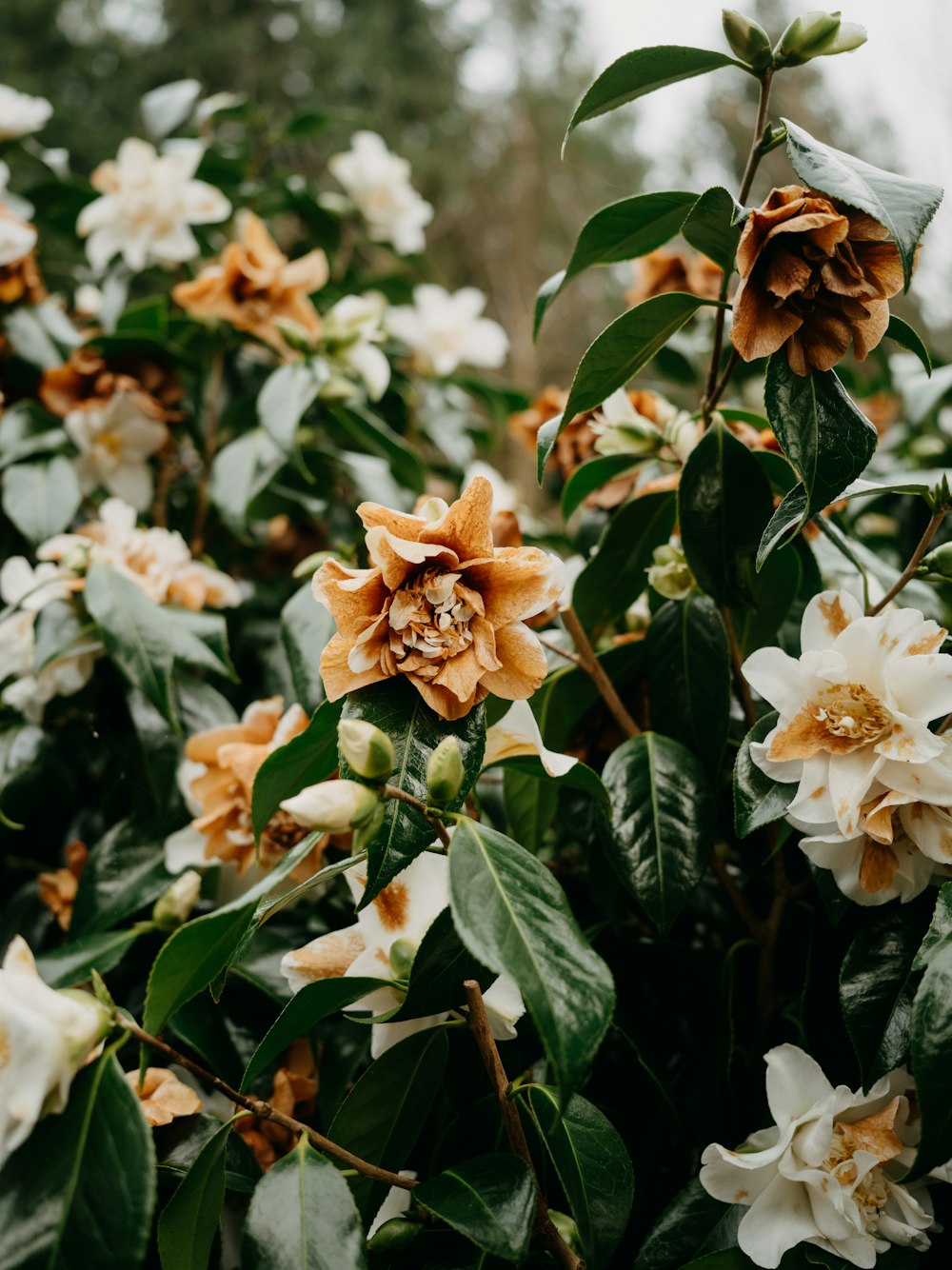 a bunch of flowers that are on a tree