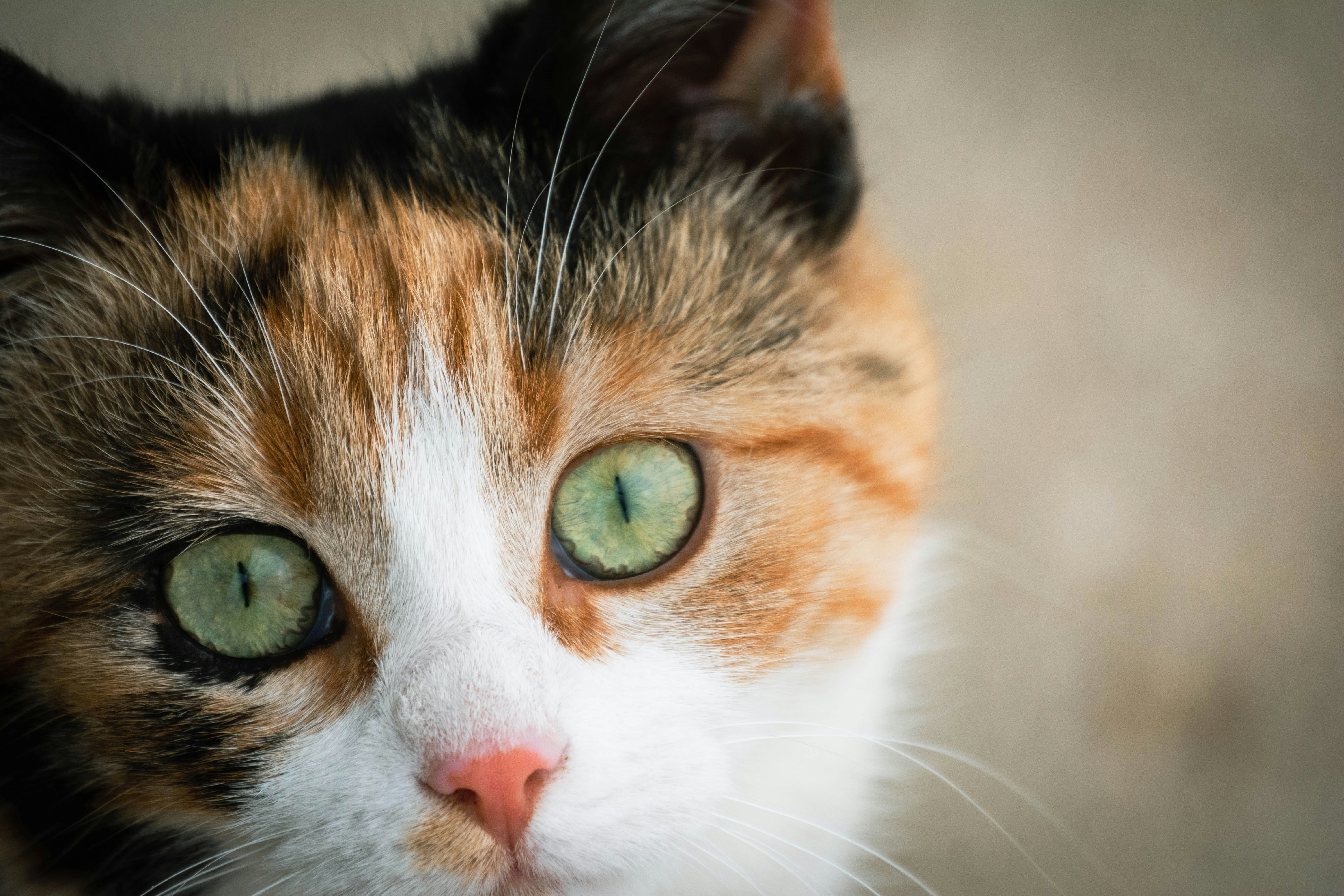 Photo by just_another_try