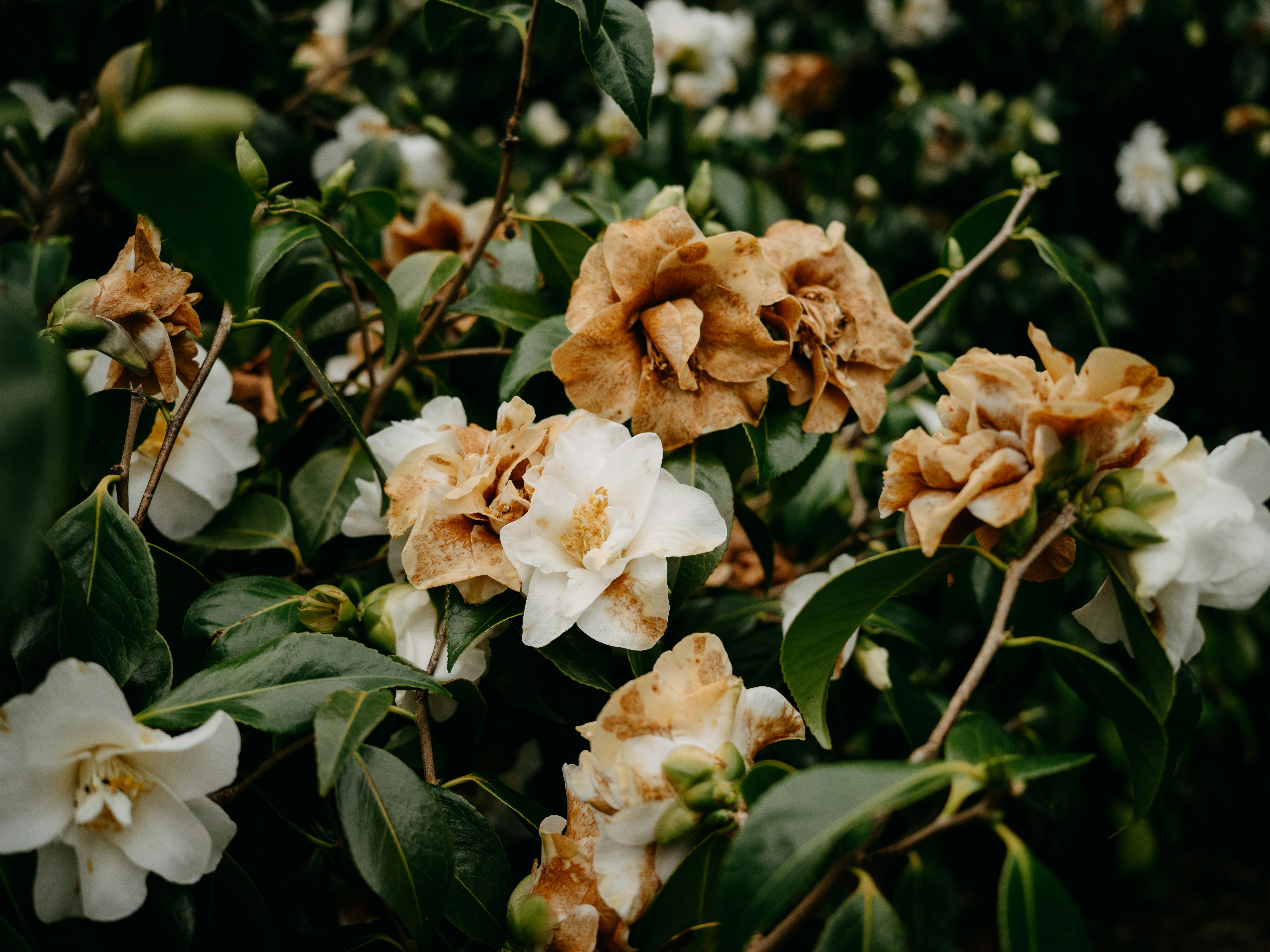 Photo by anniespratt