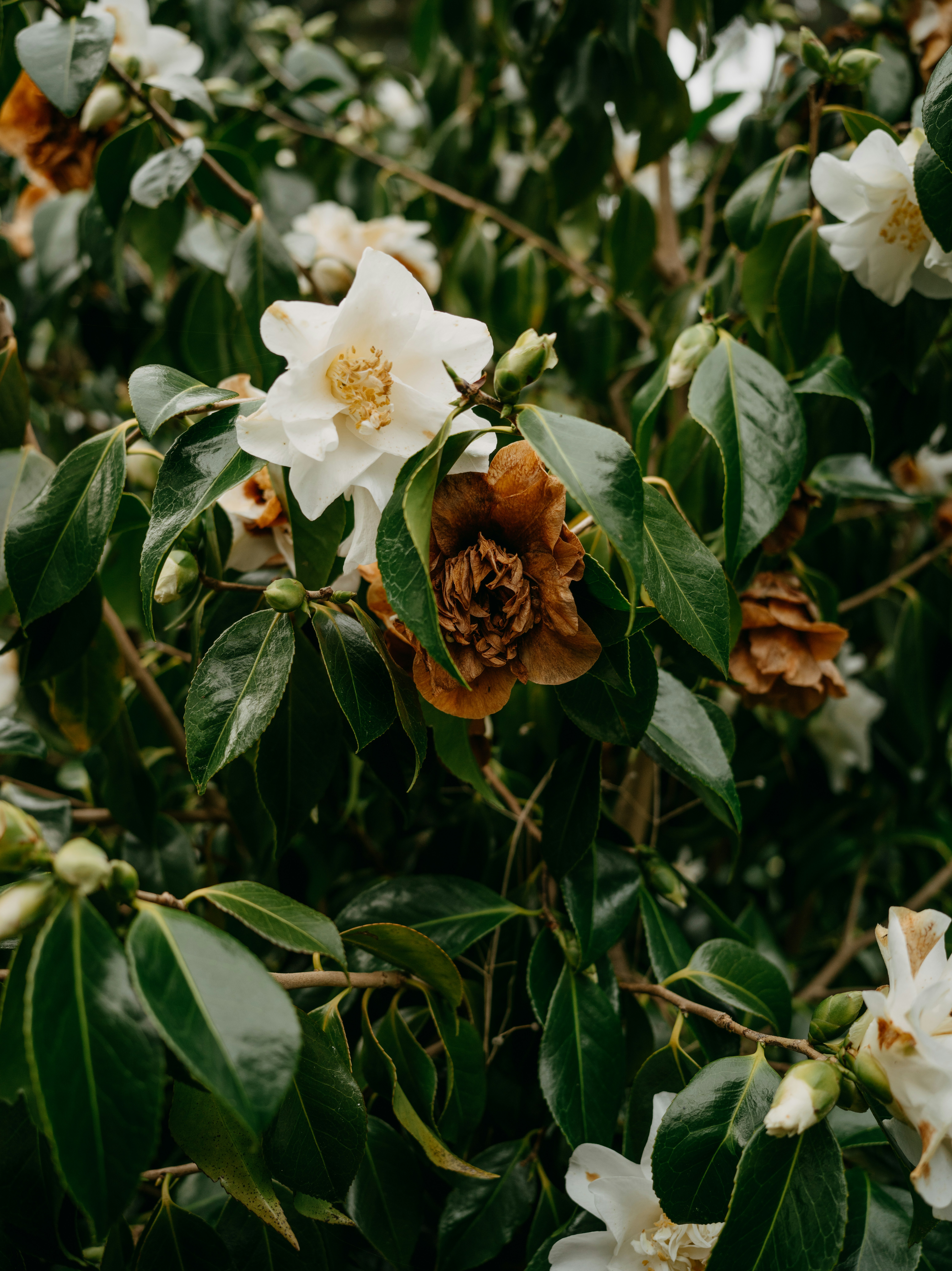 Photo by anniespratt