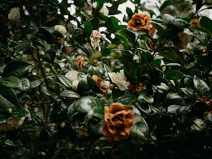 Кафяви увехнали розови цветове върху розов храст, които се нуждаят от премахване и подрязване.