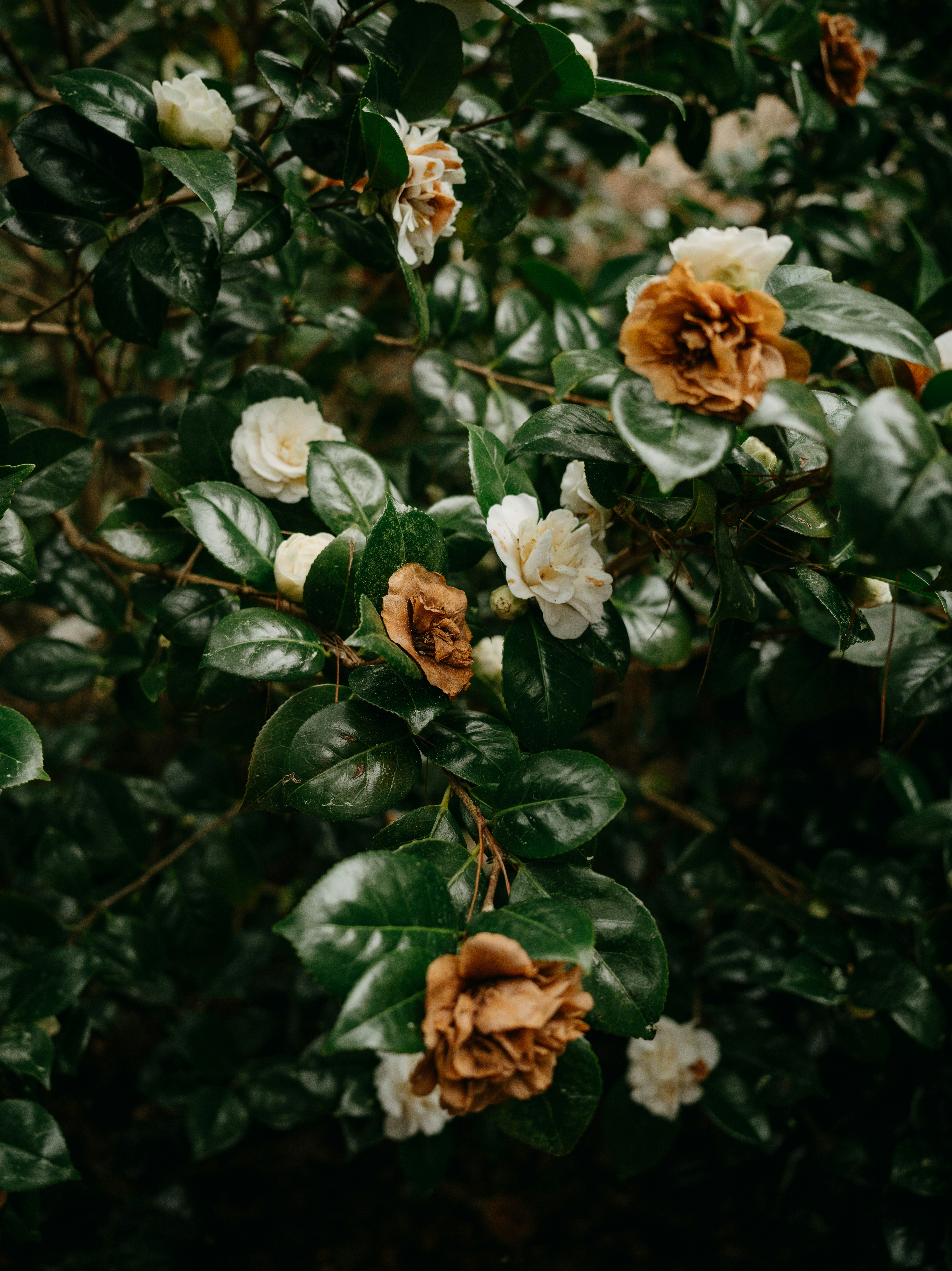 Photo by anniespratt