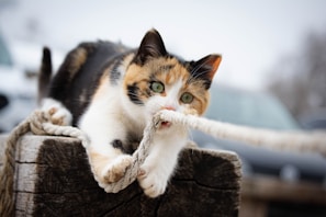 A calico cat is playfully biting and gripping a thick rope with its paws, while perched on a rough wooden post. The cat has a curious and energetic expression, and the background is slightly blurred with hints of vehicles visible.