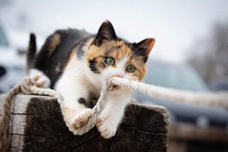 A calico cat is playfully biting and gripping a thick rope with its paws, while perched on a rough wooden post. The cat has a curious and energetic expression, and the background is slightly blurred with hints of vehicles visible.