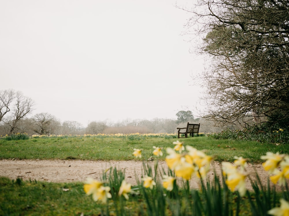 a park bench sitting in the middle of a field of daffodils
