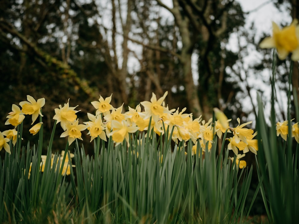 a bunch of yellow flowers that are in the grass