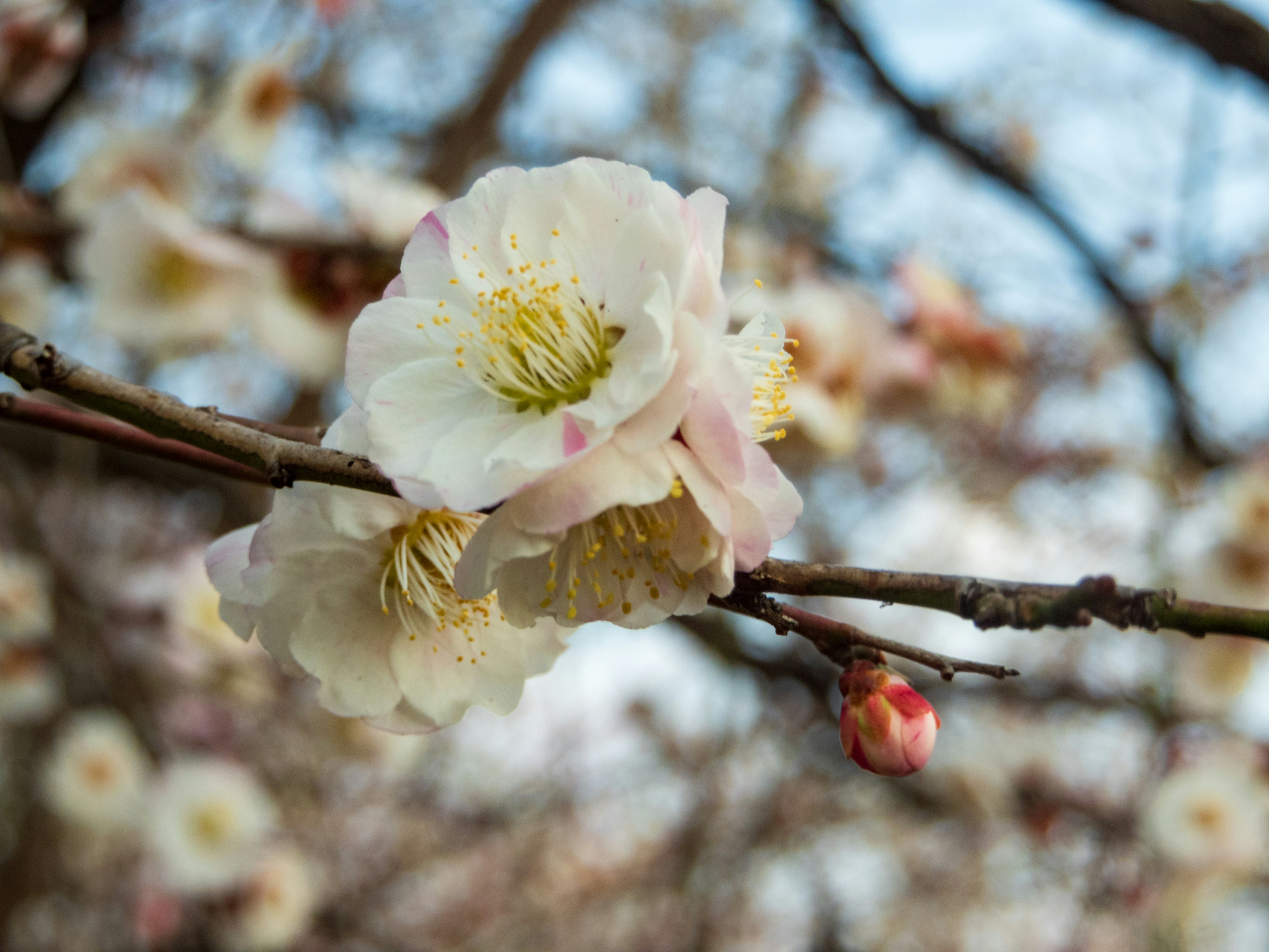 Photo by heppoko_yama