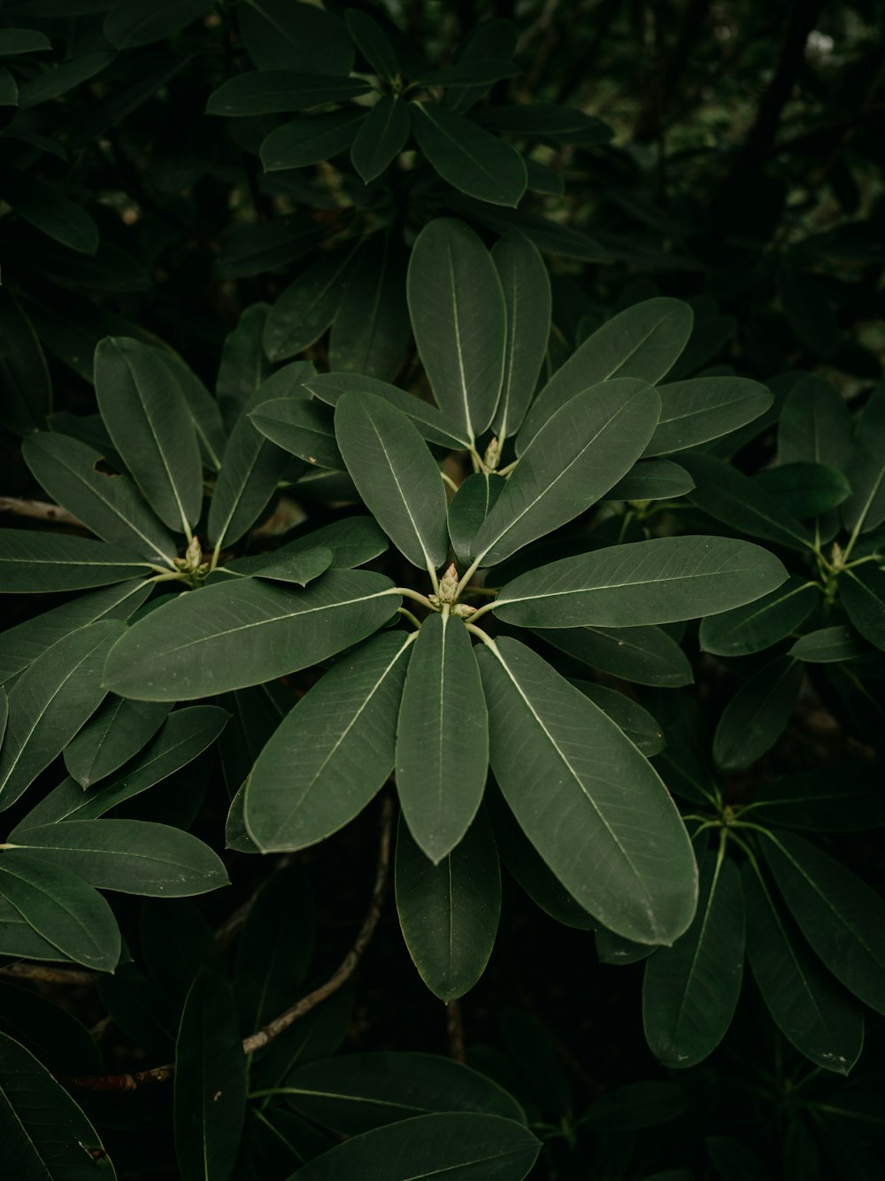 a close up of a green plant