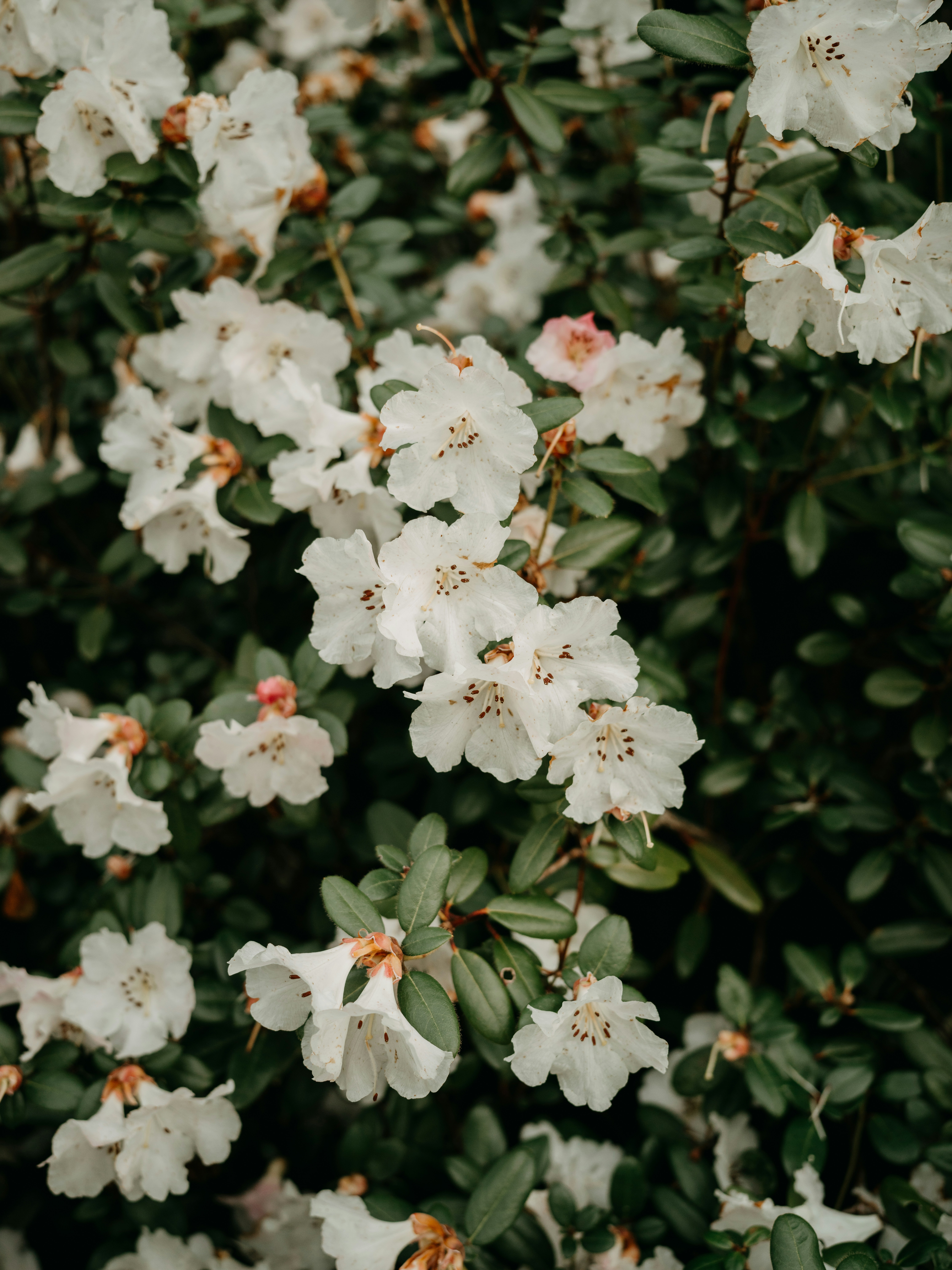 Photo by anniespratt