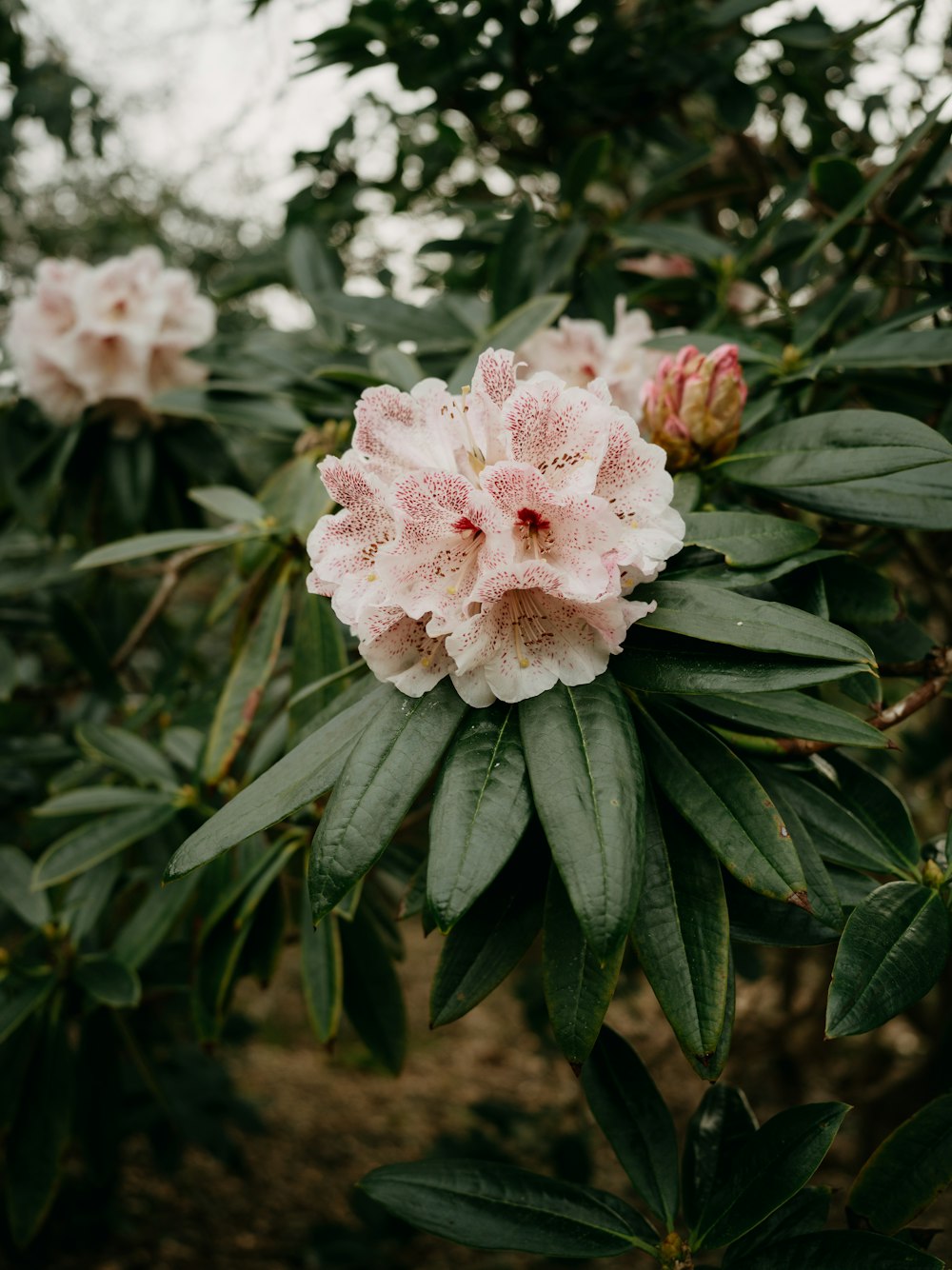 a pink flower on a plant