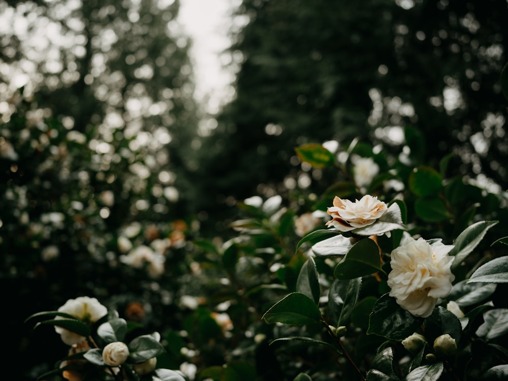 a bush with white flowers and green leaves