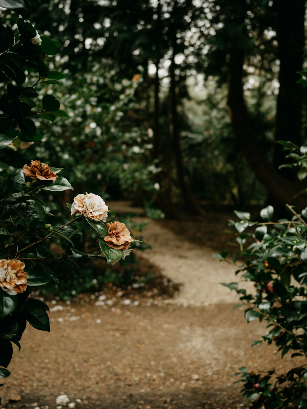 a path in the woods with flowers growing on it