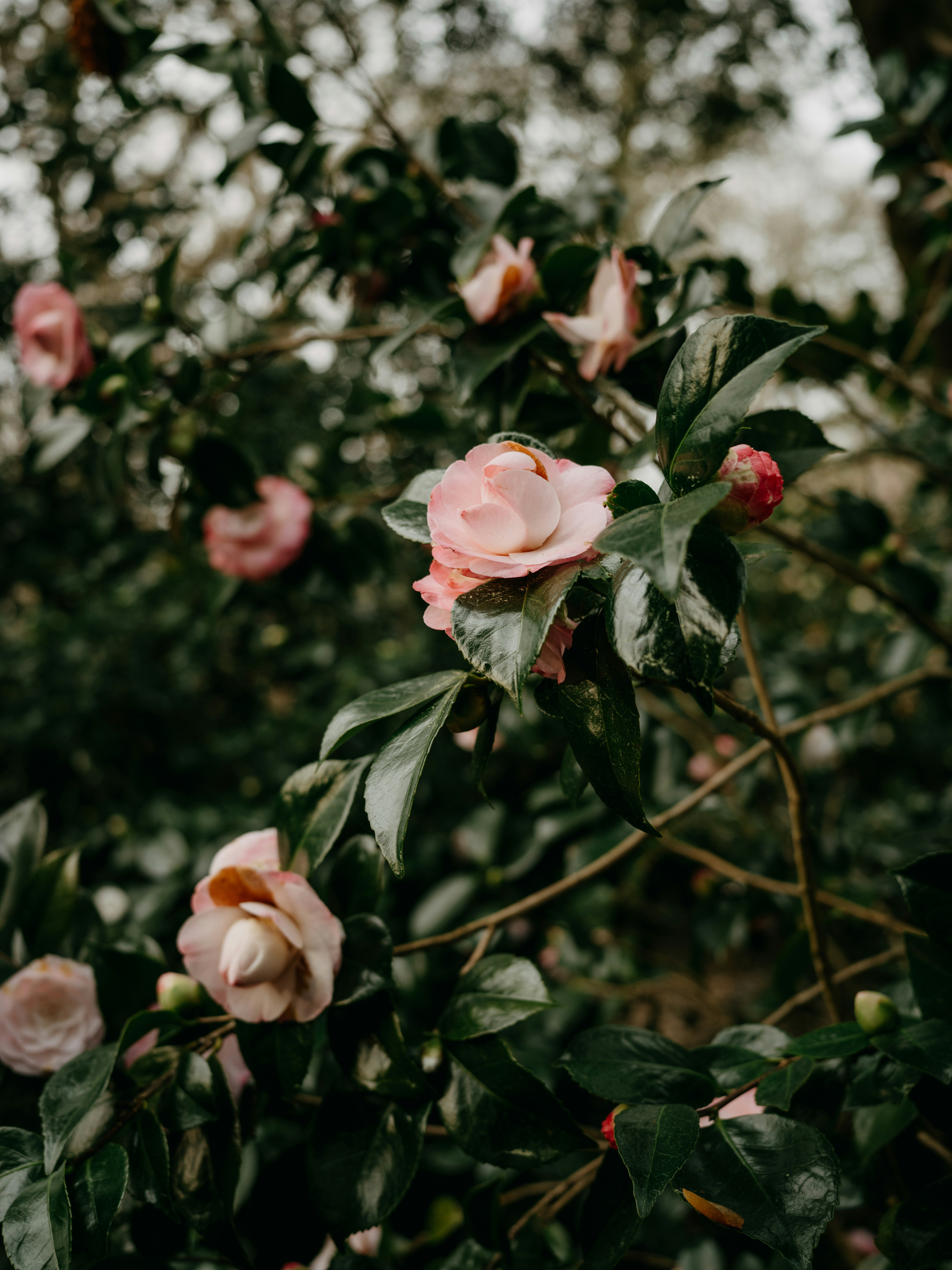 Photo by anniespratt