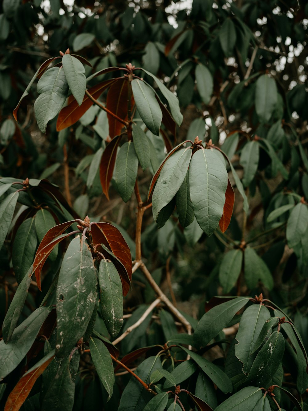 a close up of leaves on a tree