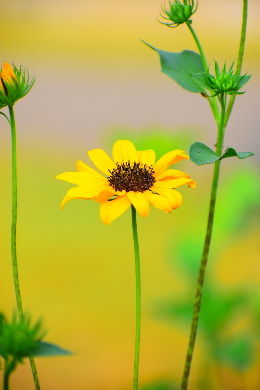 Un primer plano de una flor amarilla con un fondo borroso