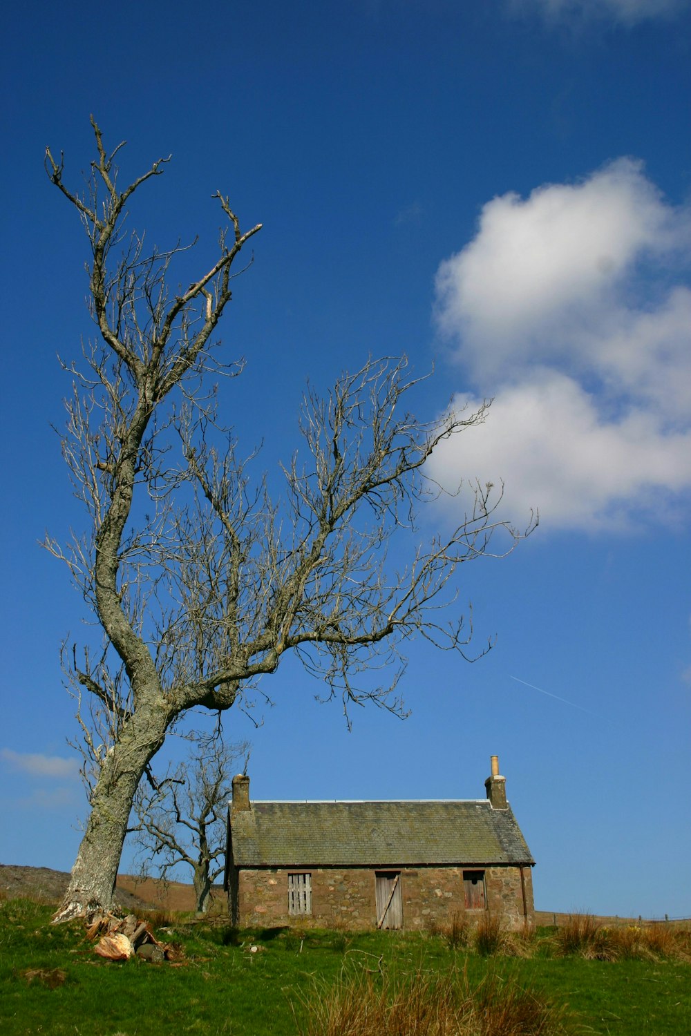 a tree in front of a house on a hill