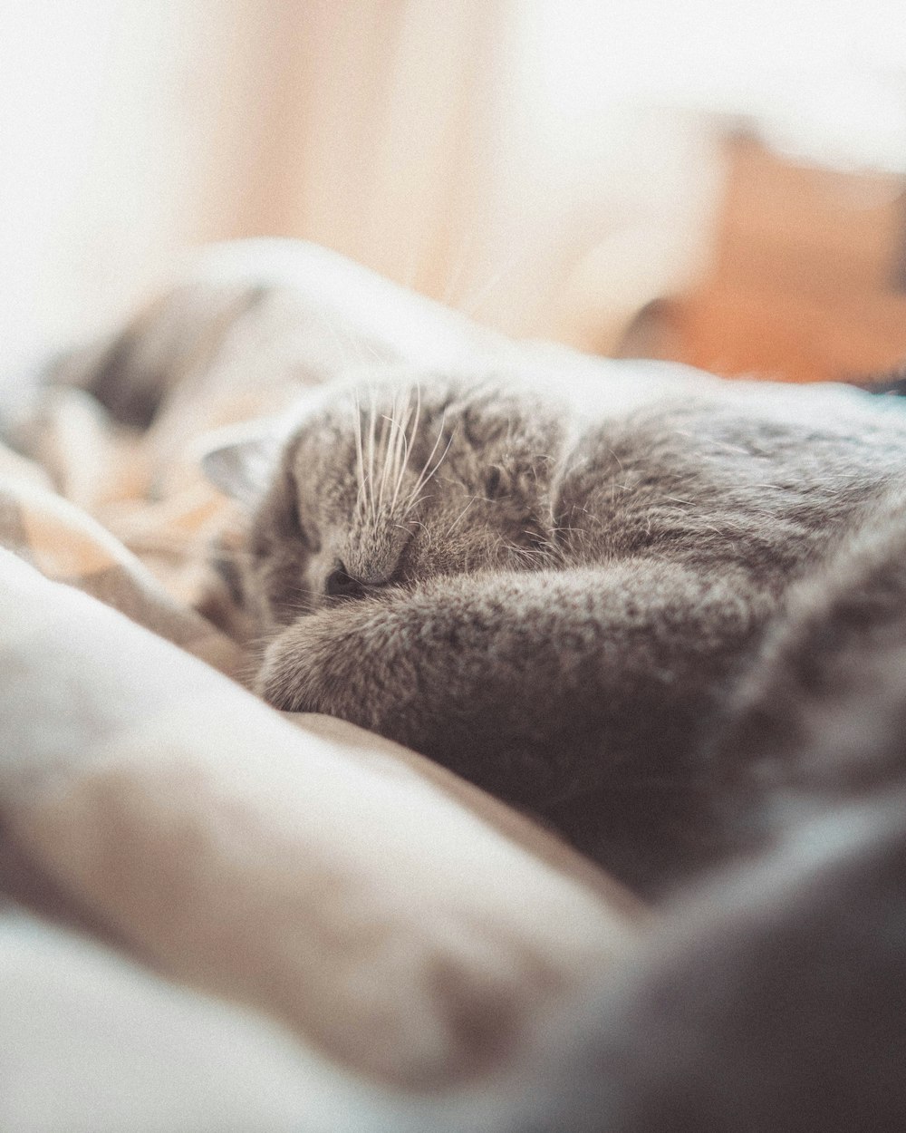 a gray cat sleeping on top of a bed