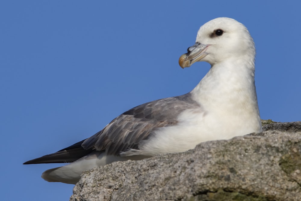 a seagull sitting on top of a rock