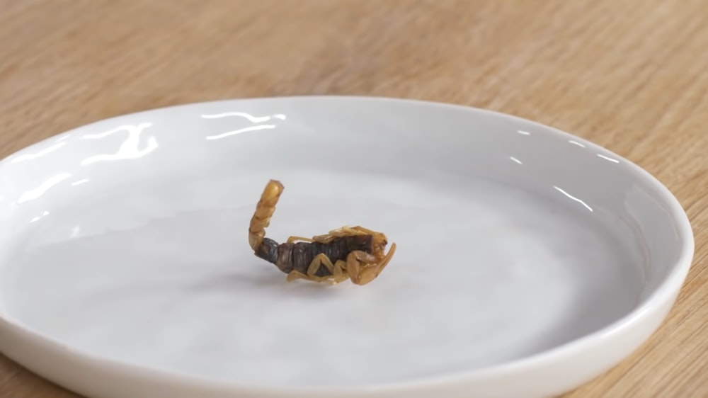 a small bug crawling on a white plate