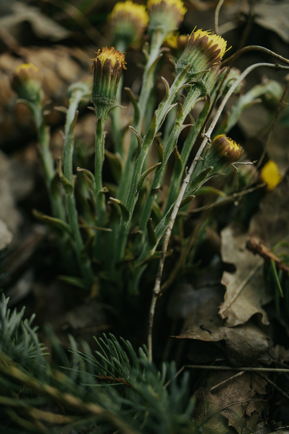 a close up of a plant with yellow flowers