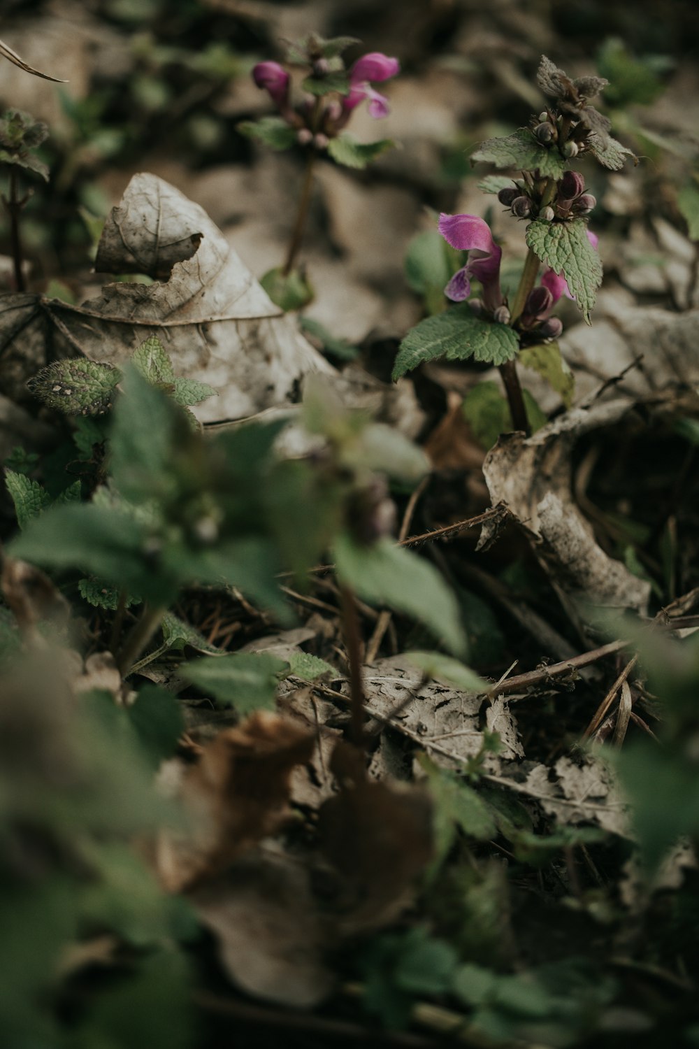 a close up of a flower on the ground