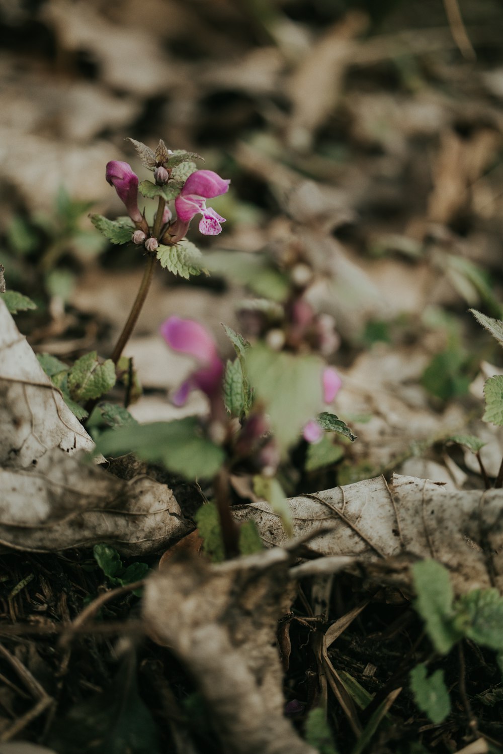 a small pink flower growing out of the ground