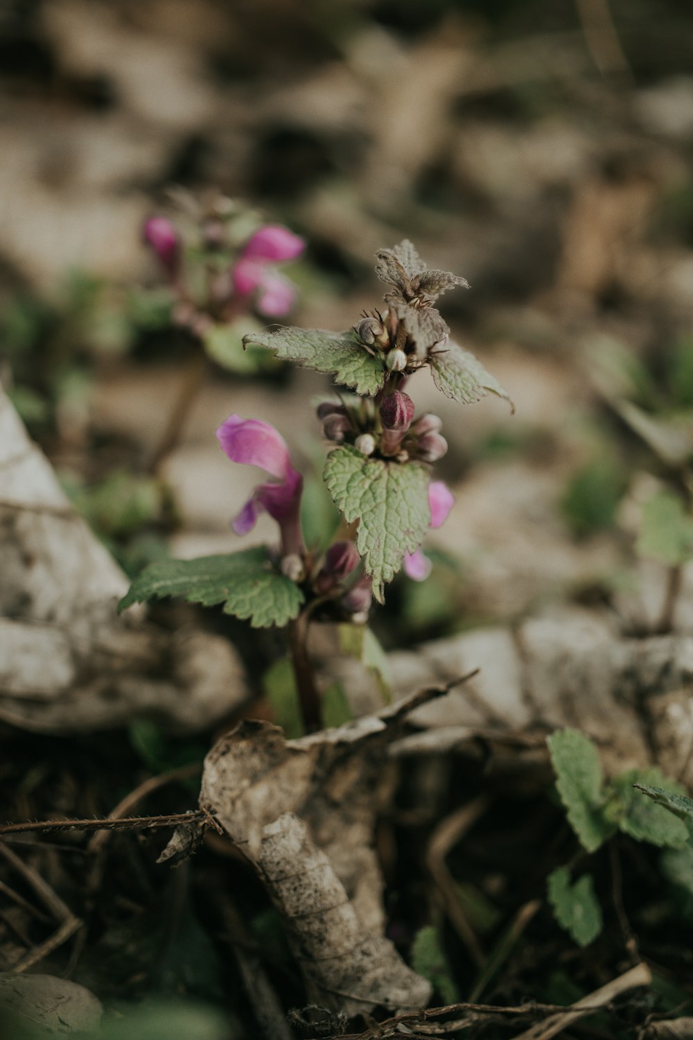 a close up of a flower on the ground