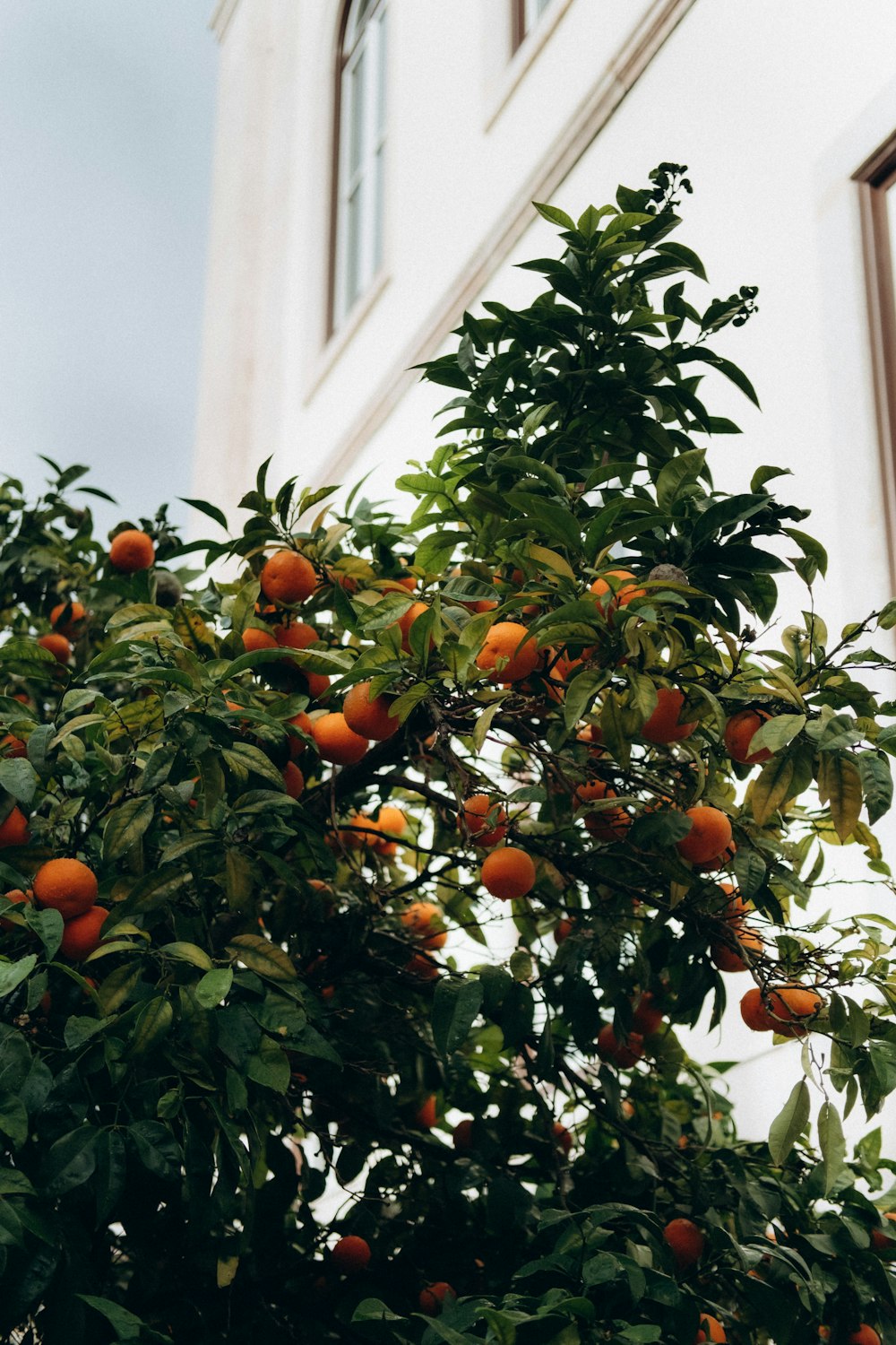 a tree filled with lots of oranges next to a building