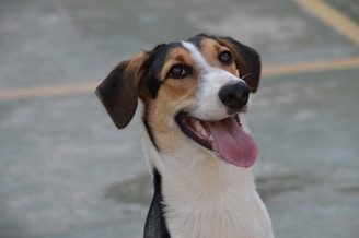 a close up of a dog with its tongue hanging out