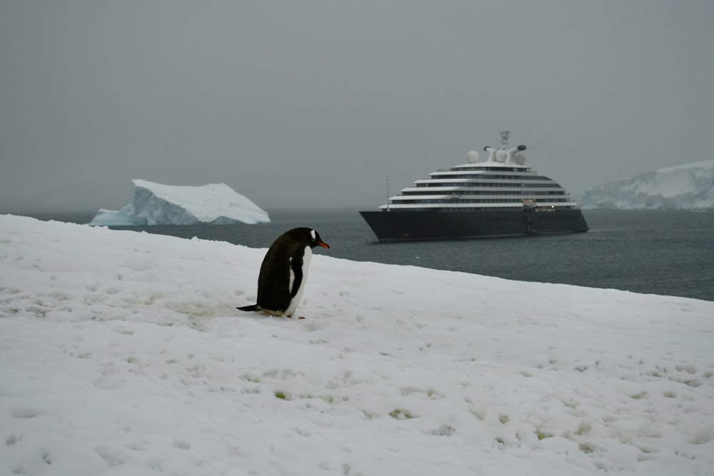 a penguin sitting in the snow next to a cruise ship