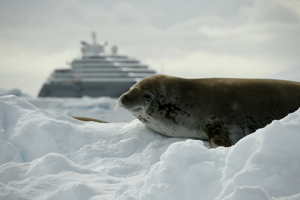 a seal laying in the snow next to a cruise ship