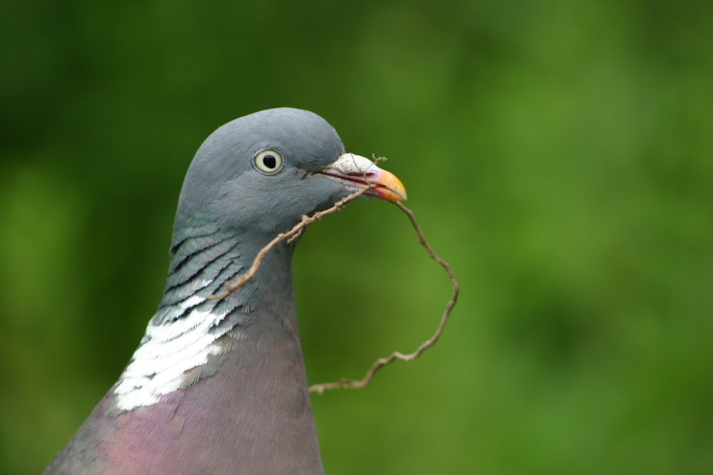 um close up de um pombo com um galho na boca