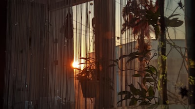 A serene outdoor scene with plants and natural light.