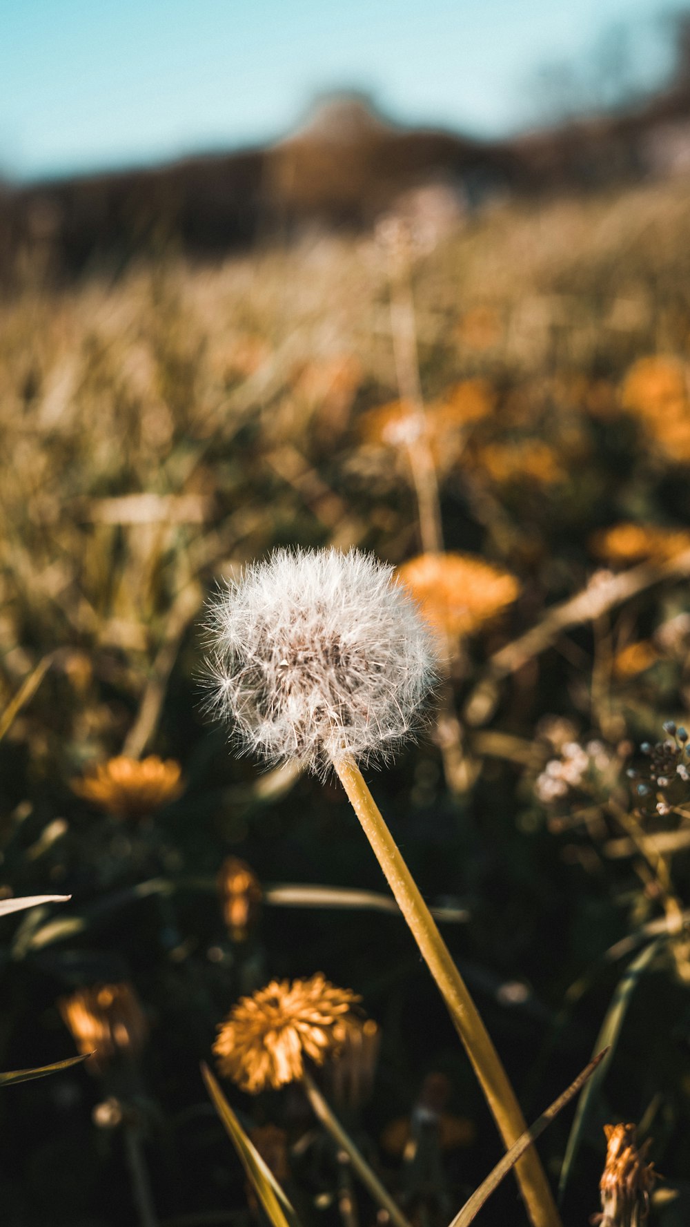 a dandelion in the middle of a field