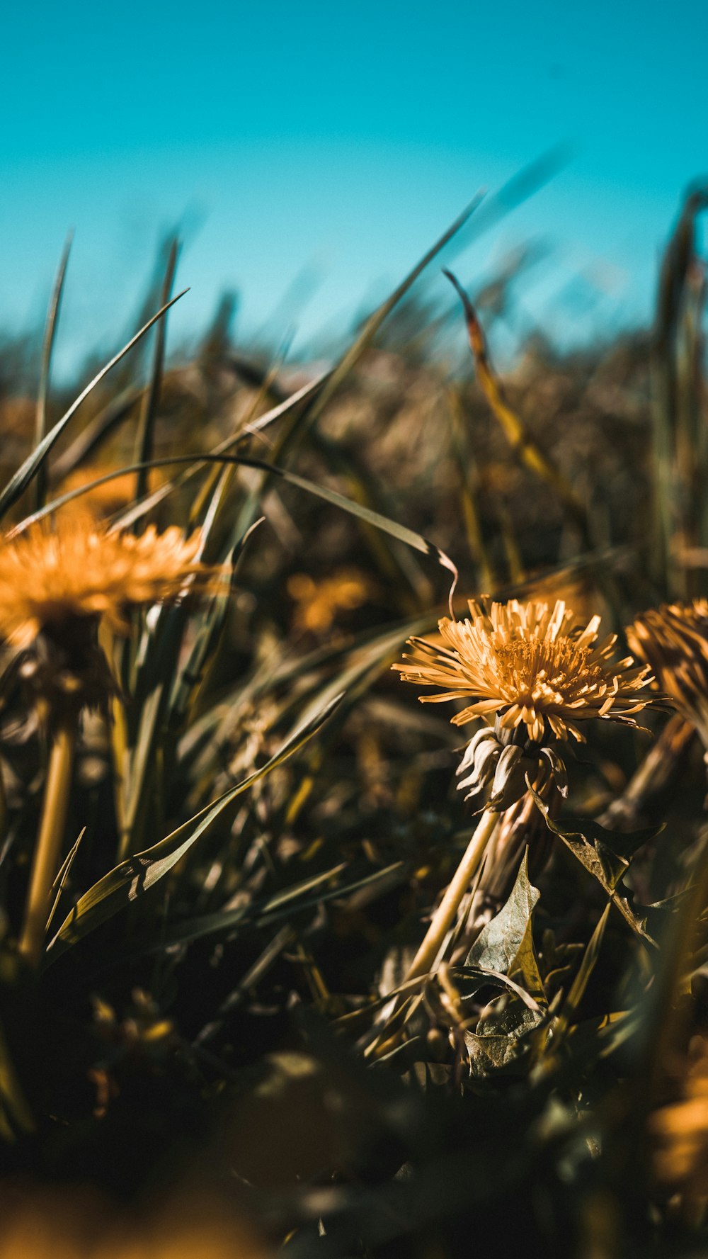 a close up of a bunch of flowers in a field